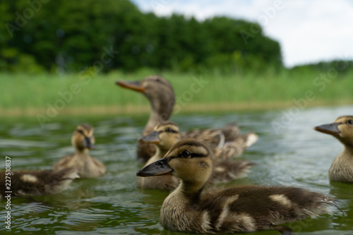 Entenfamilie am See