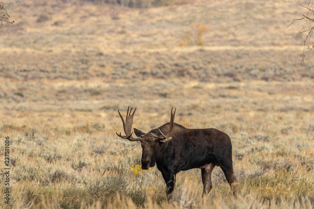 Bull Shiras Moose in Wyoming in Fall Bull Shiras Moose in Wyoming in Fall