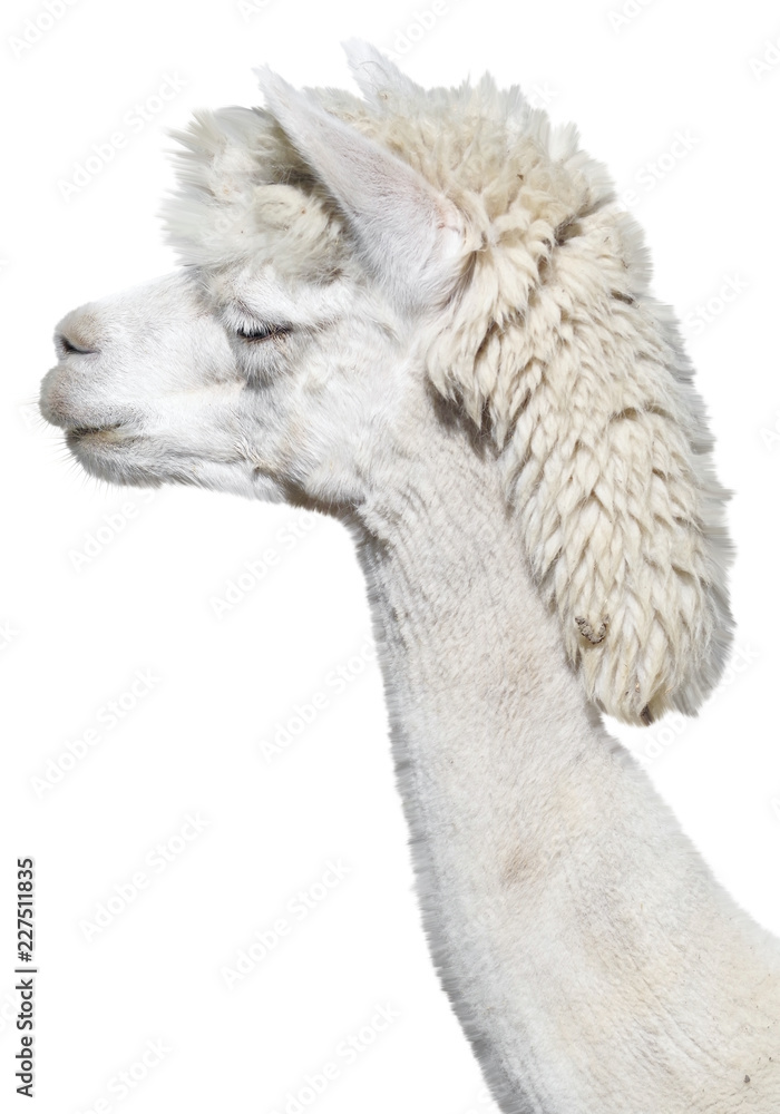 head of white Alpaca
