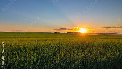 Beautiful Summer Sunset in a Canola Field in Airdie, Alberta, Canada photo