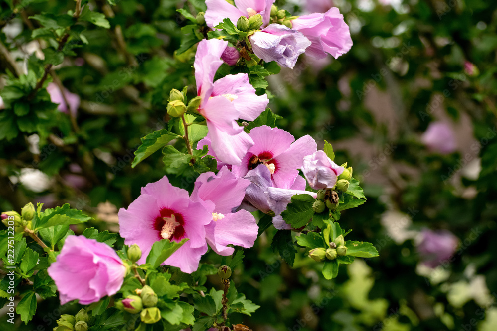 Naklejka premium Close-Up Of Pink Flowering Plant and a Bee
