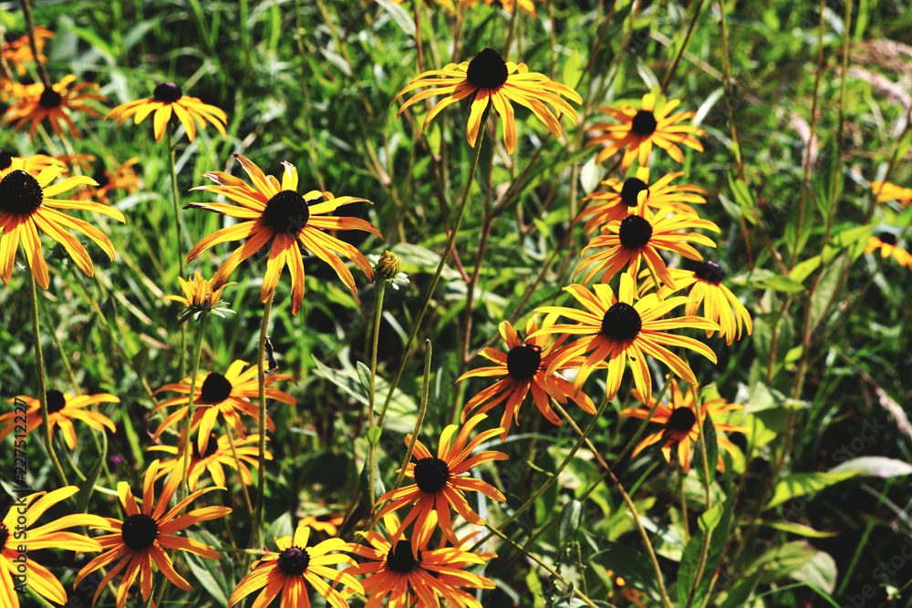 yellow flowers in the garden yellow flowers in the garden
