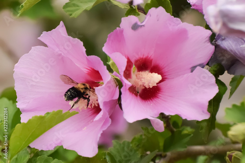 Close-Up Of Pink Flowering Plant and a Bee