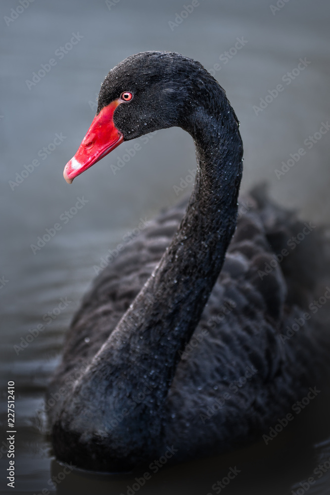 Fototapeta premium Black Swan Cygnus atratus