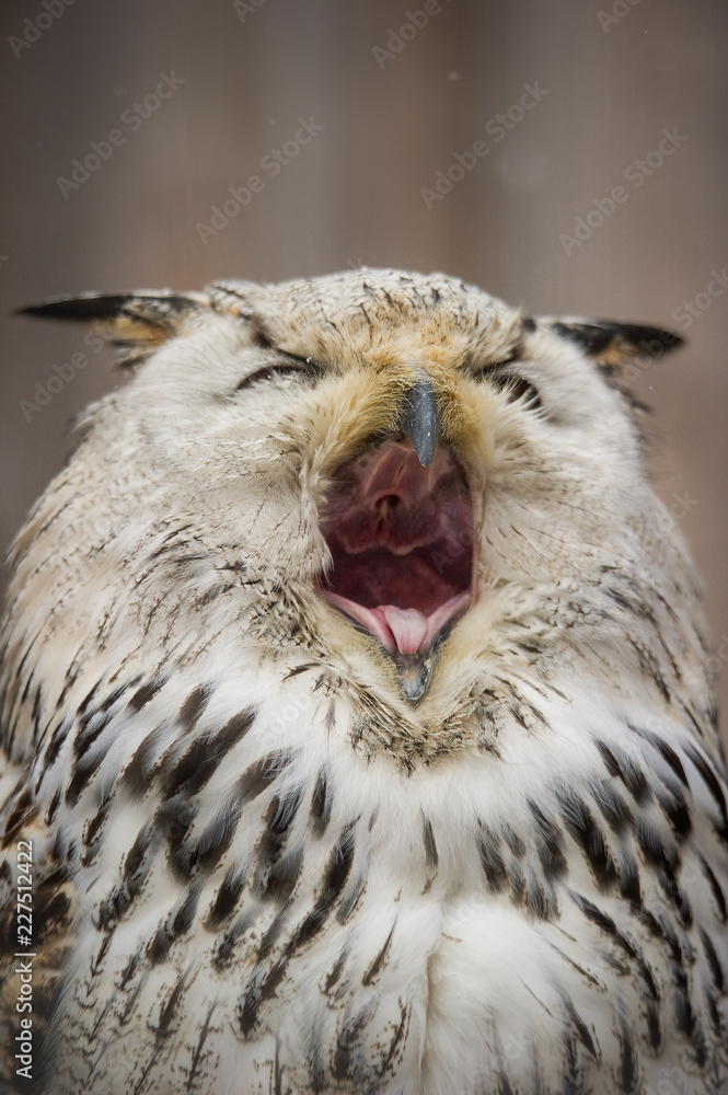 Obraz premium Siberian Eagle Owl big Ywan