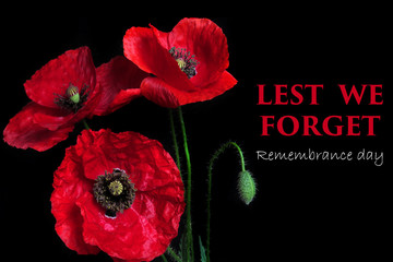 Remembrance Day greeting card. Beautiful red poppy flower on black background with lettering