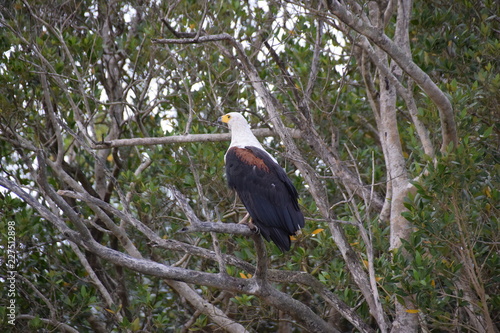 African Fish Eagle, St Lucia, South Africa
