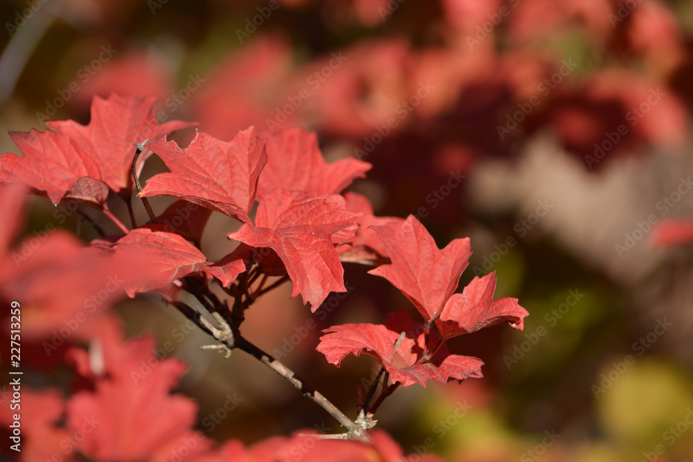 Red autumn leaves of viburnum tree. Nature background Red autumn leaves of viburnum tree. Nature background