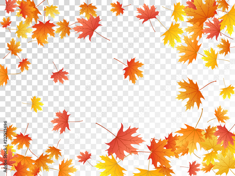 Maple leaves vector illustration, autumn foliage Maple leaves vector illustration, autumn foliage