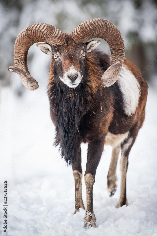 Mouflon in Snow