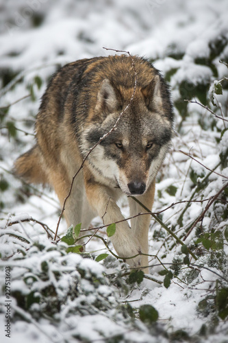 Wolf walking through snowy Forest
