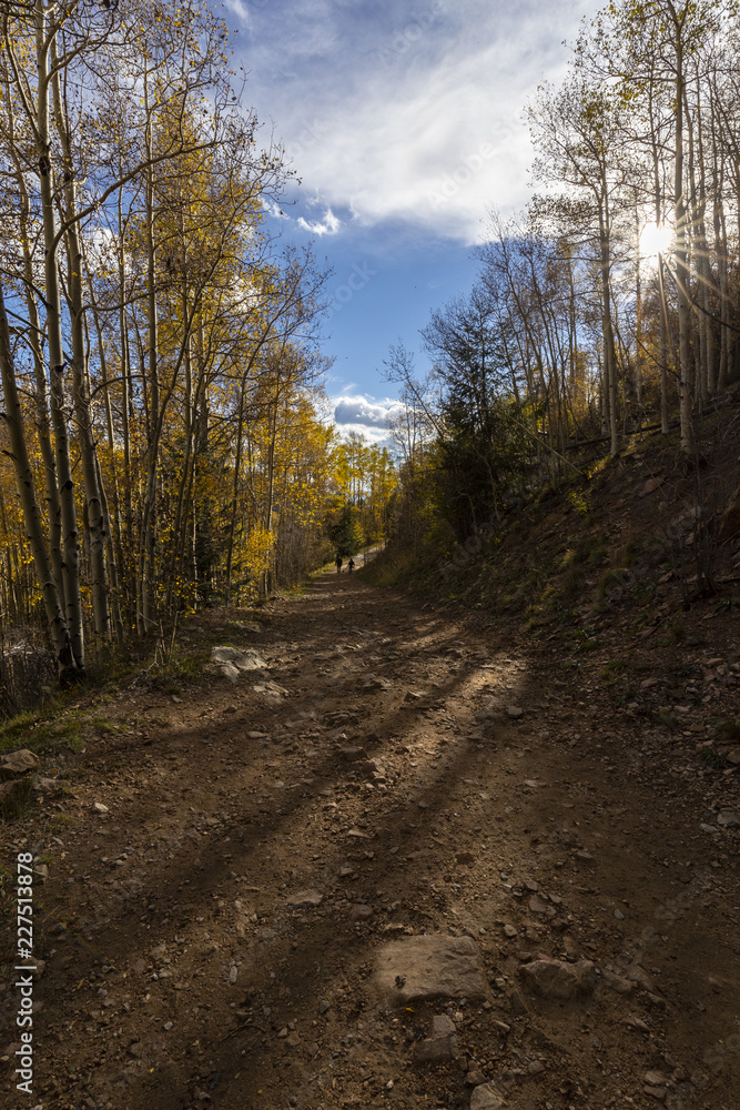 a trail through a beautiful aspen forest in fall colors