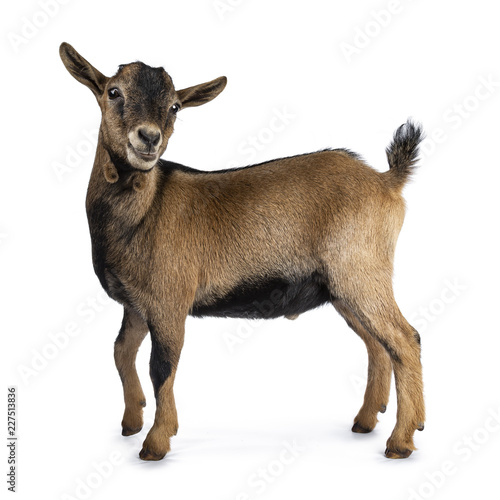 Photo Brown agouti pygmy goat standing side ways with head turned and looking to camer