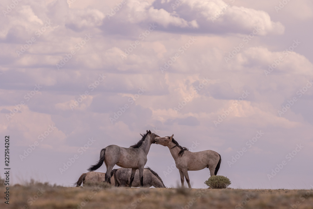 Fototapeta premium Wild Horse Stallions Facing Off in the Desert