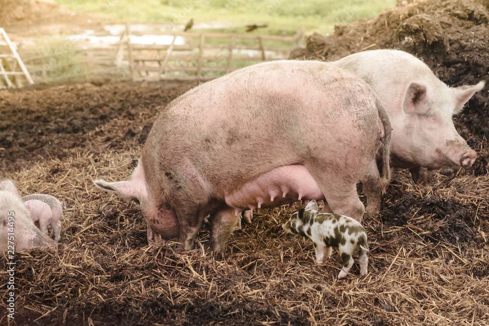 pink parent pigs are suckling a little colorful bentheimer pig at farm background pink parent pigs are suckling a little colorful bentheimer pig at farm background
