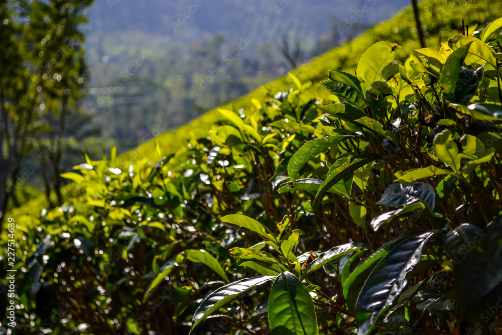 Tea plantantion in Sri Lanka