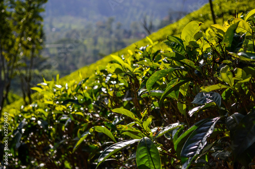 Tea plantantion in Sri Lanka photo