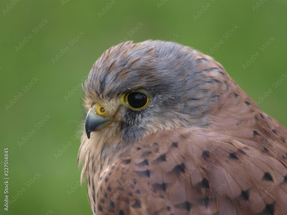Turmfalke Turmfalke