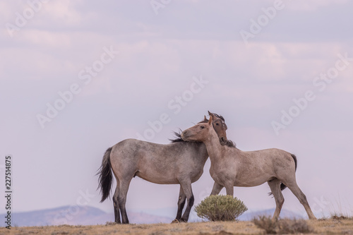 Fototapeta Ogiery dzikiego konia stojące na pustyni