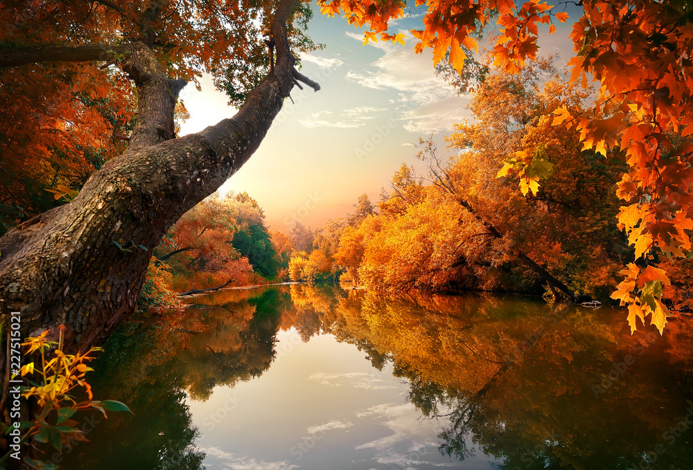 Orange autumn on river - obrazy, fototapety, plakaty 