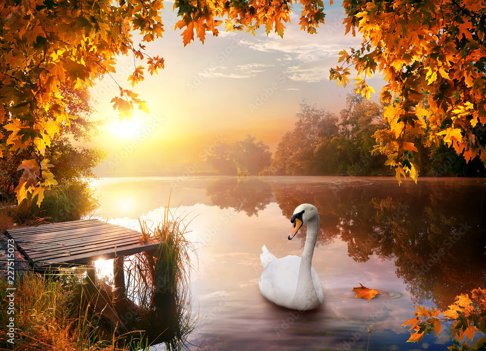 Obraz premium Łabędź na rzece jesienią