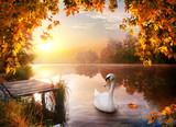 Swan on autumn river