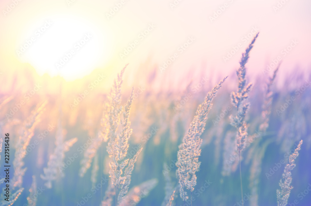 Obraz premium Spikelets of grasses illuminated by the warm golden light of setting sun.Beautiful summer scene in pastel tones and colors.
