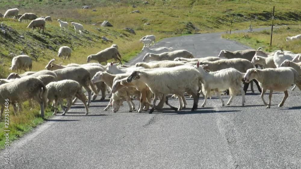 flock of sheep grazing at campo imperatore flock of sheep grazing at campo imperatore