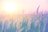 Spikelets of grasses illuminated by the warm golden light of setting sun.Beautiful summer scene in pastel tones and colors.