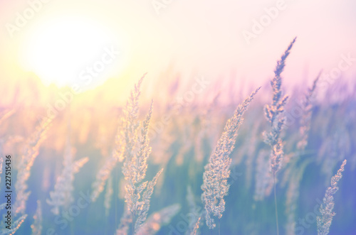 Spikelets of grasses illuminated by the warm golden light of setting sun.Beautiful summer scene in pastel tones and colors.