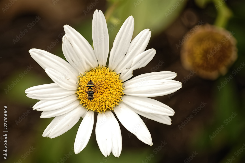 Fototapeta premium Close-Up of a Daisy Flower and a Bee