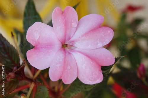 Flor   Sunpatiens photo