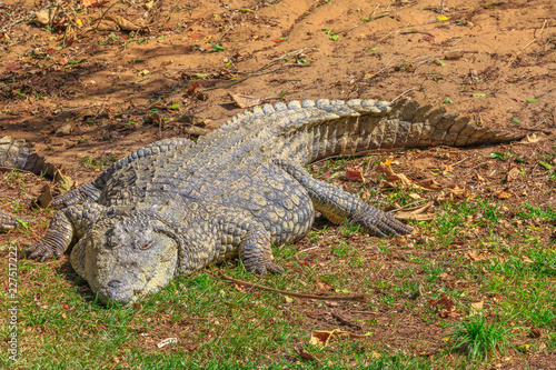 African Crocodile, Crocodylus Niloticus, resting at iSimangaliso Wetland Park in St Lucia, South Africa, one of the top Safari Tour destinations.