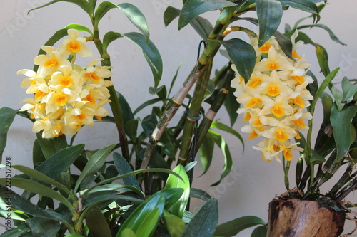 Bild auf Leinwand Orquídeas  Dendrobium densiflorum