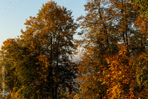 Autumn trees in sunny autumn park lit by sunshine - sunny autumn landscape in bright sunlight. Autumn park scene
