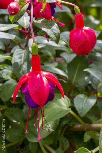 Close-up of a red and purple Fuchsia hybrida flower and a bud, natural green leaves background