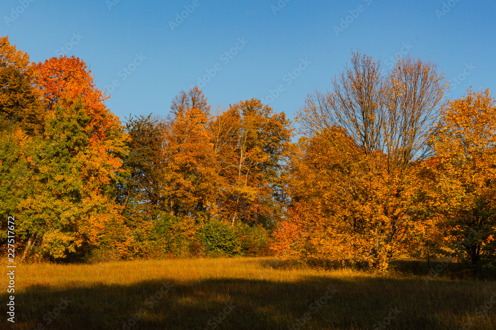 Autumn trees in sunny autumn park lit by sunshine - sunny autumn landscape in bright sunlight. Autumn park scene