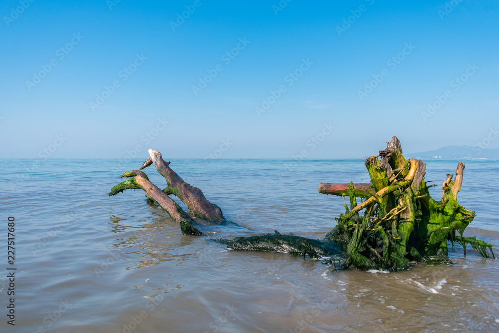 Tree trunk with green moss at beach on sunny day
