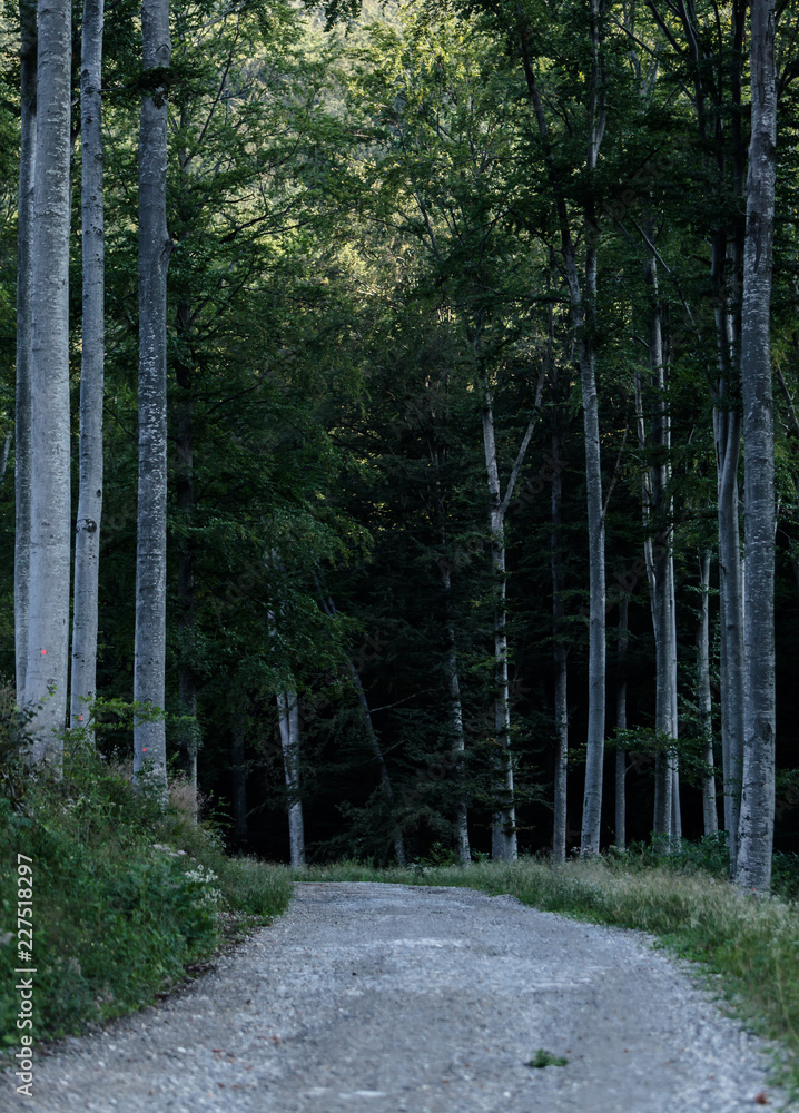 Obraz premium View of dirty road between a forest 