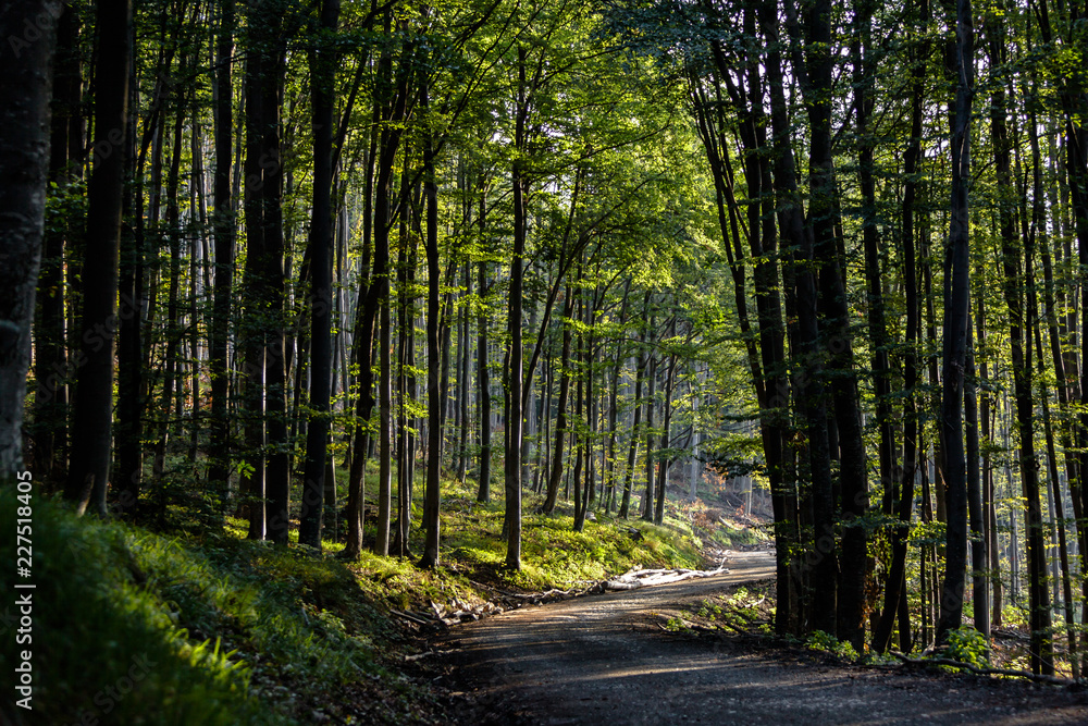View of dirty road between a forest View of dirty road between a forest