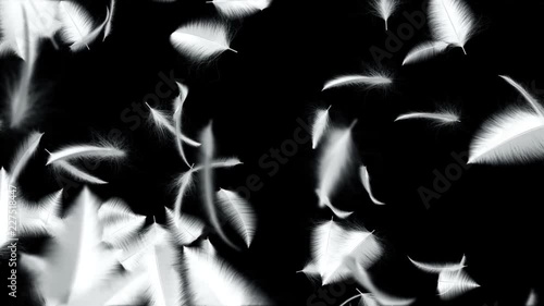 Animation flying of white feathers in slow motion. Animation of seamless loop.
