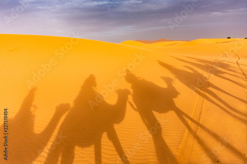 Shadows of camels in the Sahara Desert  Merzouga  Morocco