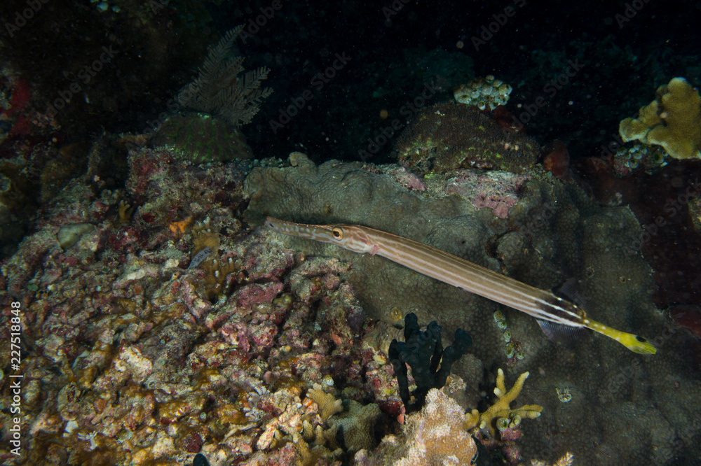 Fototapeta premium Pez trompeta en inmersion nocturna 2