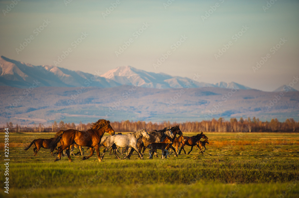 Grazing wild horses on the slopes of the mountain peaks in the morning evening