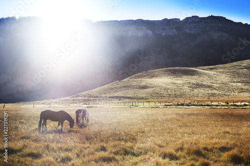 Принти на полотні Horses grazing on field against mountains