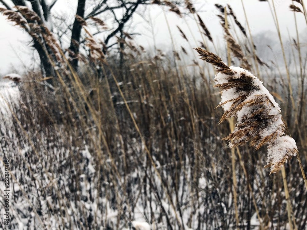 Cattails Cattails