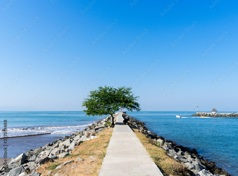 Tree along sidewalk with blue beach horizon sunny day Tree along sidewalk with blue beach horizon sunny day