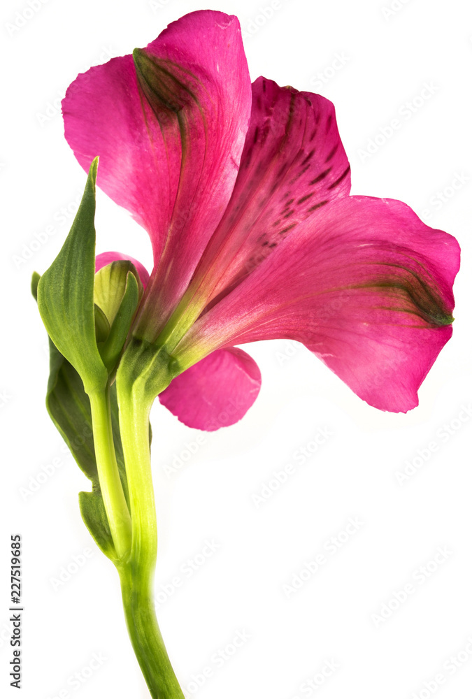 Obraz premium flowers isolated on white background