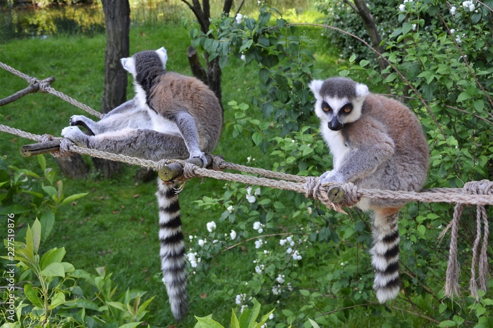Obraz premium ring tailed lemur