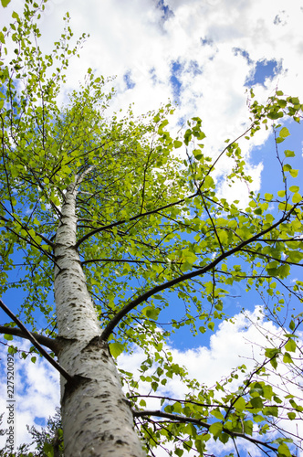 Birch tree, blue sky and white clouds. Summer in French Alps.